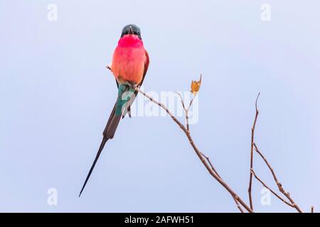 Southern carmine bee eater appollaiato sul ramo, Moremi Game Reserve, Okavango Delta, Botswana, Africa Foto Stock