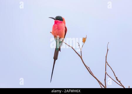 Southern carmine bee eater appollaiato sul ramo, Moremi Game Reserve, Okavango Delta, Botswana, Africa Foto Stock