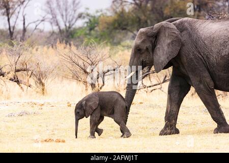 Elephant madre e simpatico bambino camminando insieme in savana, Moremi Game Reserve, Okavango delta, Botswana, Sud Africa, Africa Foto Stock