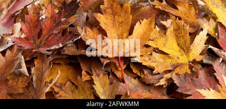 Cumulo di foglie di autunno. Sfondo di autunno Foto Stock