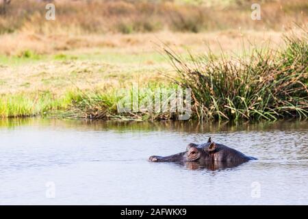 Ippopotamo che galleggia nel fiume, riserva di caccia Moremi, delta di Okavango, Botswana, Africa Meridionale, Africa Foto Stock