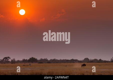 Wildebeest in piedi sotto il sole a savannh, sera, Moremi Game Reserve, Okavango delta, Botswana, Africa Meridionale, Africa Foto Stock