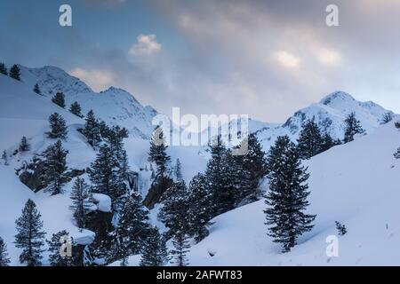 Vista su un pino cembro Pinus cembra Foreste e picchi di montagna nelle Alpi austriache. Kaunertal, Tirolo. Foto Stock