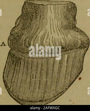 . De Witt completo di American maniscalco e medico di cavallo ... con copiose note dal miglior inglese e le autorità americane ... la smith. Il suo ob-ject è quello di fornire un semplice e livello cuscinetto per tutta la crosta.Per eseguire questa operazione, sarà spesso scarsamente necessario removeanything dal tallone interno ad esso è già stato rimosso dalla stato di usuradelle piedi. Se ci si dimentica di questo, come ha troppo spesso sembra non fare, andtakes off con il suo coltello o il suo contrafforte una porzione uguale a tutto tondo,egli lascia la parte interna e più debole trimestre inferiore a quelle esterne; hethrows un cuscinetto non uniforme su di essa e produce i duroni e Foto Stock