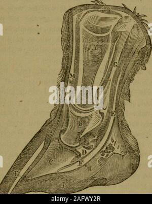 . De Witt completo di American maniscalco e medico di cavallo ... con copiose note dal miglior inglese e le autorità americane ... egli è di viaggiare, ma dalla rapidità del suo movimento, la pecu-liarities del suo ritmo e le innumerevoli circostanze whichgovern la condizione dei suoi piedi stessi! Quando egli è reso abeast di onere o di progetto, e Nature carico è artificialmente e cavallo medico. 09 aumentata, l'usura è moltiplicato e la scienza di manis necessariamente chiamato a fornire come pure può essere per il wastewhich gli usi della civiltà hanno provocato. Senza dubbio la prima Foto Stock