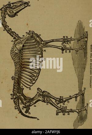 . De Witt completo di American maniscalco e medico di cavallo ... con copiose note dal miglior inglese e le autorità americane ... ave guardò il suo nos-trils per vedere se sono o meno rosso e infiammato dall'azione ofcatarrh o qualche altra malattia che è stata temporaneamente checkedor nascosto per scopi di vendita. Un breve esame di un fewhealthy cavalli vi dirà come la membrana interna dovrebbe toappear, e voi dovete essere il vostro proprio giudice, avente riferimento alla thegeneral colore. Se non vi è alcun discliargc mucose che è circa tutti sidesidera conoscere,-dont comprare lui. I nostril stesso dovrebbe !&GT Foto Stock