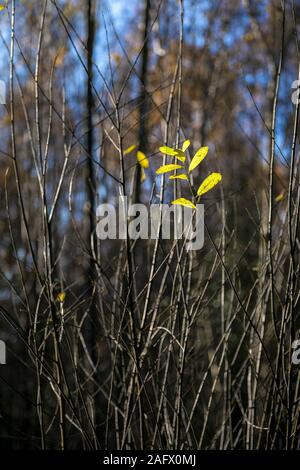 Sweet Chestnut Castanea sativa foglie retroilluminati da luce del sole autunnale a Thorndon Park Nord in Brentwood in Essex. Foto Stock
