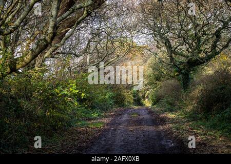 Un sentiero fangoso nei boschi Colan, i motivi ricoperta della storica Abete Hill Manor in Parrocchia Colan in Newquay in Cornovaglia. Foto Stock