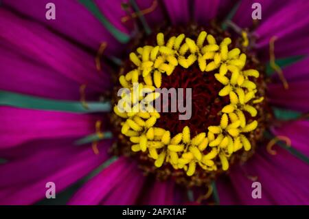 Primo piano di un fiore dai petali viola - ottimo per un carta da parati naturale Foto Stock