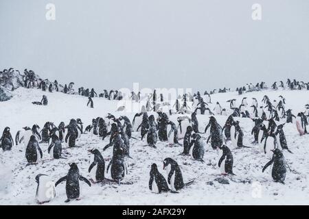 Un sacco di pinguini su una vetta innevata tra tempeste di neve Foto Stock