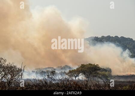 Fumo di combustione controllata per liberare la zona di pascolo di TIC e migliorare il pascolo per gli animali selvatici in iSimangaliso Wetland Park, Sud Africa. Foto Stock