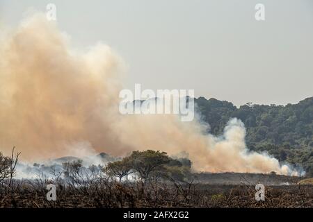 Fumo di combustione controllata per liberare la zona di pascolo di TIC e migliorare il pascolo per gli animali selvatici in iSimangaliso Wetland Park, Sud Africa. Foto Stock