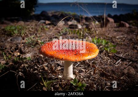 Close up sui rifiuti tossici e funghi allucinogeni Fly Agaric nel loro habitat naturale. Foto Stock