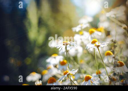 Tanti delicati luminose chamomiles fiorì nella stagione estiva in un giorno caldo, illuminato dalla luce del sole. Foto Stock