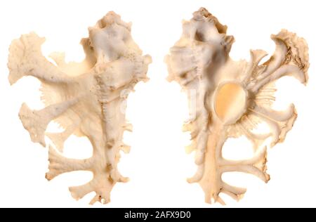 Murex anatomica / di Pele Murex shell (Homalocantha anatomica) Foto Stock