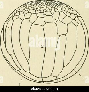 . Ufficiale della morfologia. 106 Figg. Da 103 a 105 viste in superficie delle uova di Cryptobranchus allegheniensis inStage 7, mostrando la scissione solchi. Le figure 103 e 104 rappresentano andlower superiore emisferi, rispettivamente, dello stesso uovo. Telecamera di disegni da pre-servito materiale. X 7. Fig. 106 Flquatorial vista di un uovo in stadio 8, mostra pattern di clivaggio.Camera disegno dal materiale conservato. X 7. attività nella divisione cellulare in una zona situata in posizione eccentrica, thoughthis non è così evidente in particolare uovo sotto considerationas in alcune altre uova nella stessa fase. Nell'emisfero inferiore,l'biradia Foto Stock