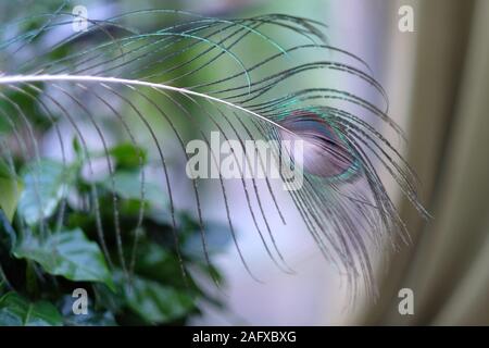 Alla fine di una lunga e sottile peacock giù come un elemento decorativo Foto Stock