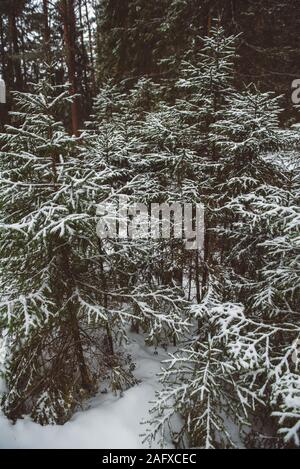 In inverno il paesaggio della foresta. Gruppi di abeti sono coperti con una sottile luce neve. Foto Stock