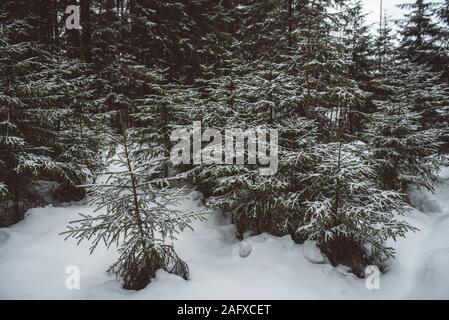 In inverno il paesaggio della foresta. Gruppi di abeti sono coperti con una sottile luce neve. Foto Stock