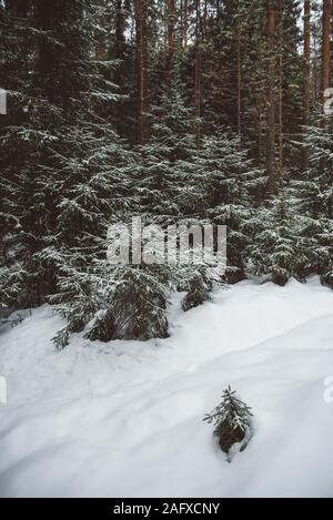 In inverno il paesaggio della foresta. Gruppi di abeti sono coperti con una sottile luce neve. Foto Stock