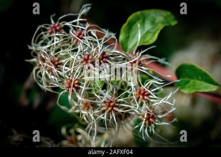 Close up fragile capsule di semi di clematis in autunno Foto Stock