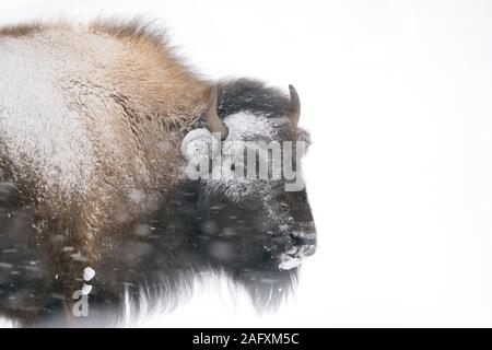 Bisonti americani ( Bison bison ) in inverno, headshot, coperte, in crosta di ghiaccio e neve, durante una bufera di neve, vento forte, nevicate, fauna selvatica, STATI UNITI D'AMERICA. Foto Stock