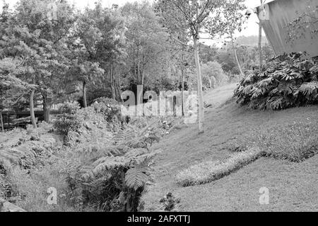 Ornamentali giardino con alberi e piante nei pressi di un piccolo torrente (Madeira, Portogallo, Europa) Foto Stock