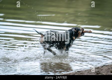 Un cane nero con un pezzo di legno scuotimento in un lago e spruzzi con acqua Foto Stock