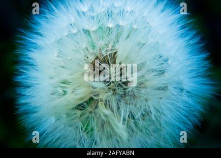 dente di leone orologio fiore Foto Stock