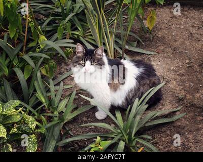 Una grande strada maculato cat siede sulla terra in giardino nei pressi di cespugli verdi Foto Stock