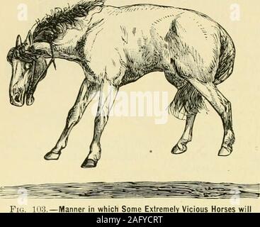 . Il cavallo standard prenota, comprendente il taming, di controllo e di istruzione di ininterrotto e vizioso cavalli. Pio. 102.-la presentazione al palo alterbeing umiliati. 76 metodi di trattamento.. 1U3.-modo in cui alcuni estremamente vizioso willResist cavalli quando sottoposto a pressione. Punti di successo è per forza al punto di presentazione rapidamente, ecome presto realizzato, come rapidamente rimuovendo la pressione, ma continuare thepoling come in precedenza spiegato, fino a dopo che tutta la libertà. Il risultato sarà di solito bevery notevole,un cavallo che hadperhaps stata unadelle la maggior parte de-termined e vi-olent di fightersbecoming come d Foto Stock
