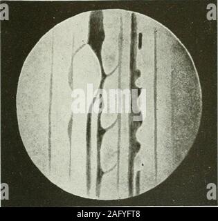 . L'Americana : un riferimento universale biblioteca, comprendente le arti e le scienze, letteratura, storia, biografia, geografia, commercio, ecc. del mondo. Foto Stock