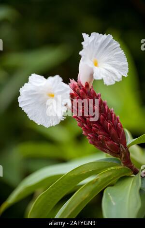 Locali di fiori esotici molto colorfull e bella Foto Stock