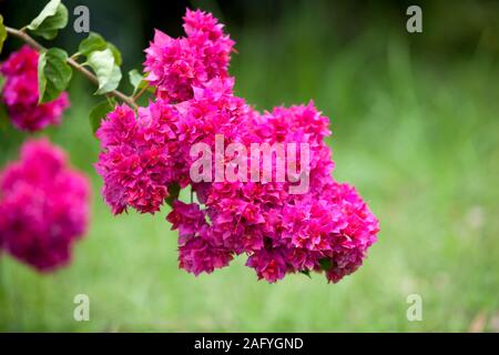 Locali di fiori esotici molto colorfull e bella Foto Stock