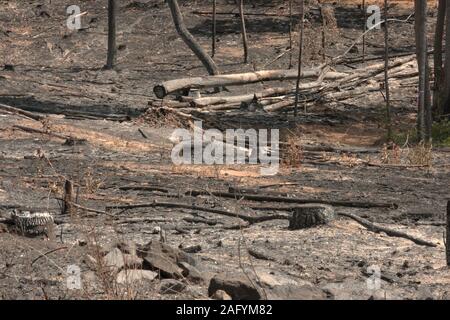 Radura nel bosco, dopo il taglio degli alberi Foto Stock