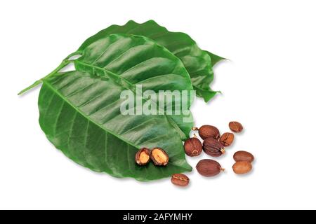 Foglie di piante di caffè a crudo con i chicchi di caffè Foto Stock