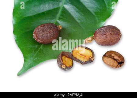 Foglie di piante di caffè a crudo con i chicchi di caffè Foto Stock