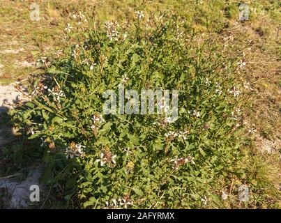 Eruca vescicaria, pianta di insalata di Rocket Foto Stock