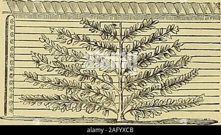 . I giardinieri' cronaca : un settimanale illustrato ufficiale di orticoltura e allied soggetti. BAYLISS, JONES &BAYLISS, titolari di brevetti e i fabbricanti di ferro battuto barra continua scherma, ferro ostacoli, filo teso scherma, Campo e cancelli di ingresso, elementi di protezione per alberi, S:c., OPERE DI VICTORIA, Wolverhampton e 3, Crooked Lane, King William Street, Londra, E.C. Catah^iies/rce su afiflicatioi. Giardino cablaggio a parete.. Stima fornita per il cablaggio di parete su ricevuta della lunghezza, altezza, &c, Useftil e ornamentale per giardini e conservatori.ron e wire work-archi, ron e filo di lavoro- Rose recinto o schermo, ron un Foto Stock
