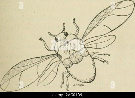 . Ontario documenti di seduta, 1897-98, No.33-66. Fig. 1. Fig. 2.. Foto Stock