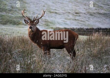 Imperatore Stag nelle Highlands scozzesi Foto Stock