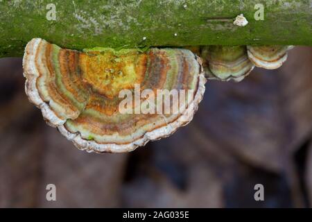 La Turchia la coda di funghi che crescono su morti il ramo di un albero Foto Stock