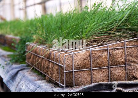 Piante verdi e l'erba cresce attraverso la maglia di filo di ferro zincato gabbione scatola riempita con il terreno utilizzato per vivere verde, la parete verticale esterna del giardino Foto Stock