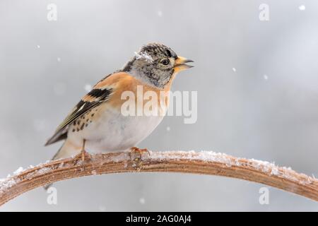 Ritratto di Brambling nella neve (Fringilla montifringilla) Foto Stock