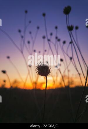 Chiudere fino in autunno la natura di steppa, secco thorn thistle di campo scabious arbusto fiori (Knautia arvense) contro il tramonto sfondo con oro e porpora c Foto Stock