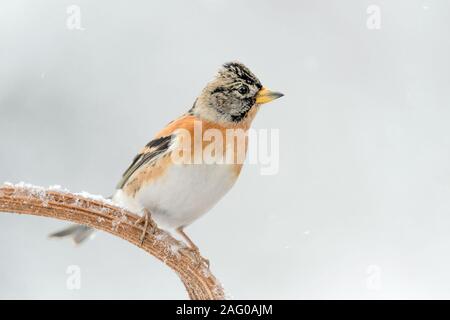 Ritratto di Brambling nella neve (Fringilla montifringilla) Foto Stock