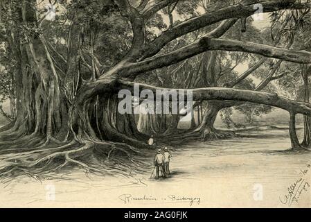 Alberi giganti in Buitenzorg, Java, 1898. Il Giardino Botanico di Buitenzorg (ora noto come Bogor in Indonesia), sono state fondate nel 1817. "Riesenb&#xe4;um in Buitenzorg'. Da "rund um die Erde" [attorno alla Terra], scritto ed illustrato da C. W. Allers. [Union Deutsche Verlagsgesellschaft, Stuttgart, 1898] Foto Stock