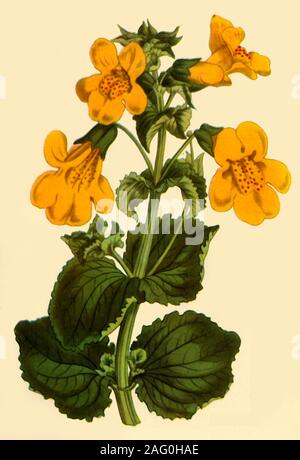 'Monkey-fiore", 1812, (1944). Illustrazione da "Curtis botanico" rivista fondata da William Curtis. Pubblicato in "fiori selvatici in Gran Bretagna", da Geoffrey Grigson. [Collins, London, 1944] Foto Stock