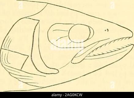 . Inglesi e irlandesi di salmonidi. Fig. 32. Testa, dimensione naturale, offemale whitling, 8-2 pollici di lunghezza,otecal appendici 50. Fig. 33. Testa, dimensione naturale, di wliitling maschio,11 pollici lungo, crecal appendici 40. Il Whitling * o il merlano del Cumberland ha molti nomi locali, essendo thegrilse stadio del salmone trota (vedere p. 154). Come il salmone-grilse è fecondo proveda .oggetto di contesa per ittiologi e altri.f In luglio, 1885, theRev. W. Jackson, M.A., gentilmente mi ha inviato da Carlisle una serie di questi fi.shes,arredare una più catena completa di esempi passando da S. trutta su uno handto 5. Foto Stock