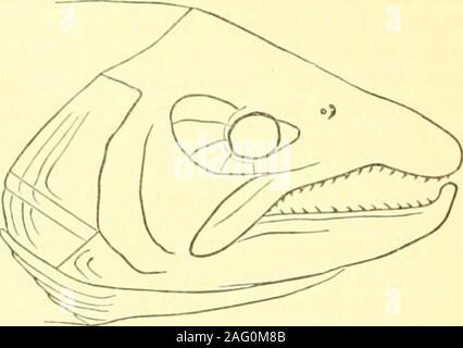 . Inglesi e irlandesi di salmonidi. Fig. 27. Testa, f dimensione naturale, o£ femalesalmon-trota, 12-3 pollici di lunghezza. Fig. 28. Testa, ^ dimensione naturale, di malesalmon-trota, 20 cm di lunghezza. La gara di trota di mare* generalmente considerato aa onr northern onc,t è anche knownas il salmone o Bull trcut; salmone grigio del Tweed; Round-tail in Annan ;Scurf, Scurve, o di salmone-scurf oi Tees, analogamente come Goehivie vicino alla bocca del fiume ofthat; Fordwich trote (cffic. 60) ; la Candelora grigio, un kclt in Cumberland andWestmoreland. J Nel grilse-stadio in Scozia, come Phinoc o Finnorl;^ Herling,Mnudie-troiit, o in n. Foto Stock